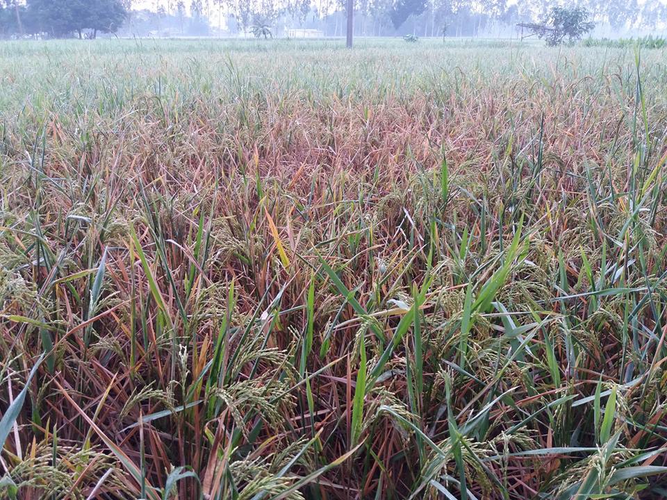 ধানের ব্লাস্ট রোগে করনীয়