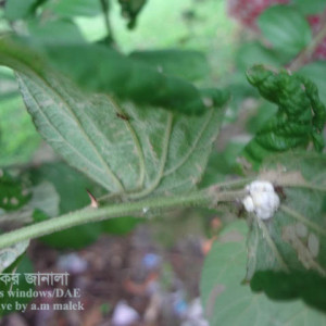 কুলের কুশন স্কেল পোকা