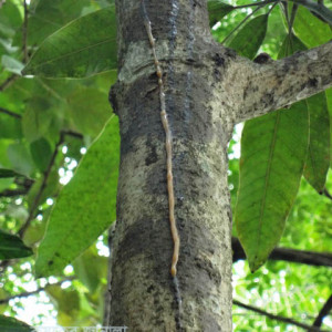 আমের আঠা ঝড়া রোগ বা গামোসিস
