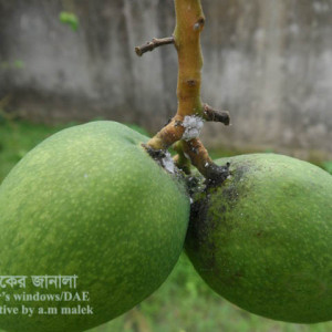 আমের মিলিবাগ